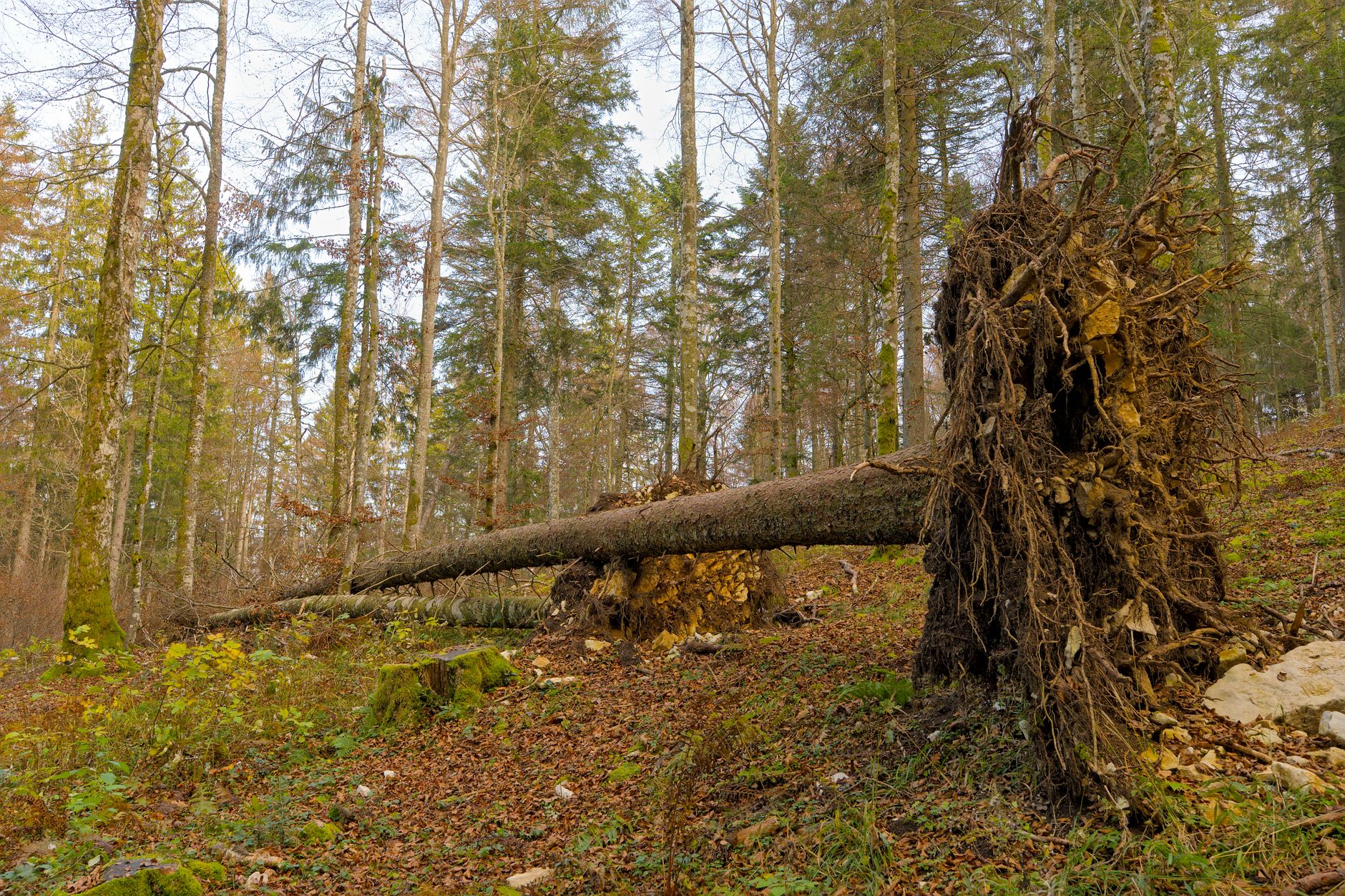 Enlèvement arbre urgence à Salon-de-Provence